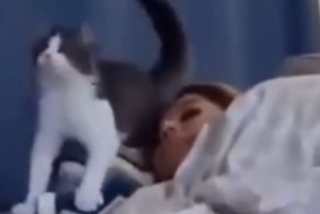 Кошка не позволила девушке подшутить над хозяйкой