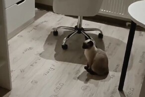 Сразу видно, кто в доме хозяин