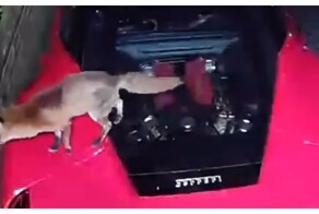 В Лондоне лиса справила нужду на Ferrari
