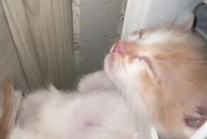 Котёнок выбрал необычное место для сна