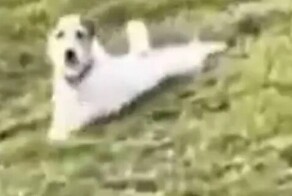 Пёс продемонстрировал энергосберегающий способ спуска