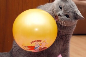 Реакция котиков на воздушные шары