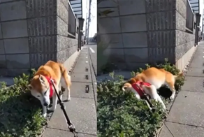 Пёс променял часть прогулки на сон в траве