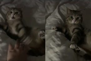 Кот не хочет, чтобы хозяин касался его лапок