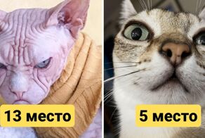 15 пород кошек, которые считаются самыми некрасивыми