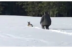 Мужчина пришёл на помощь застрявшей в снегу косуле