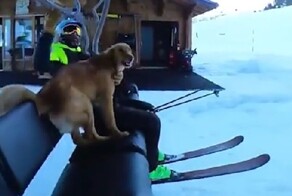 Рабочий день собаки-спасателя на горнолыжном курорте