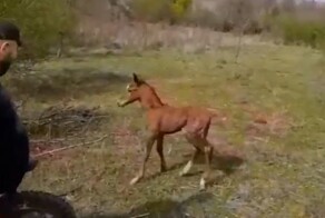 В Северной Осетии спасли жеребёнка, провалившегося в колодец