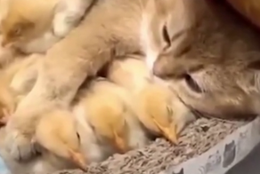 Коты могут подружиться со всеми