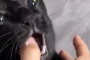 У кота сели батарейки