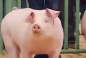 Как выглядит соревнование по выпасу свиней