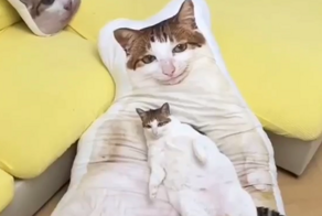 В Китае стали популярны гигантские подушки в виде домашних животных