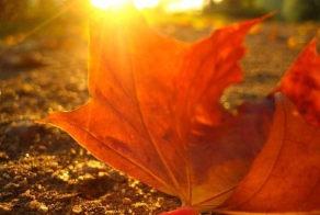 Осень во всей красе (39 фото)