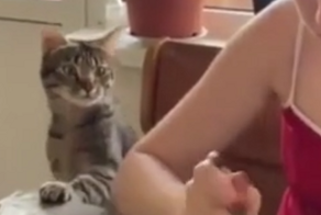 Котик просит хозяйку поделиться с ним едой