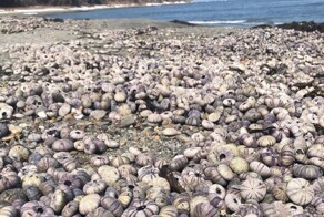 На берег в Сахалине выбросило тысячи мёртвых морских ежей