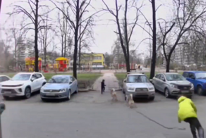 Не удержала собак