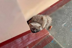 Пьяная проститутка набросилась на кота, но тот не дал себя в обиду