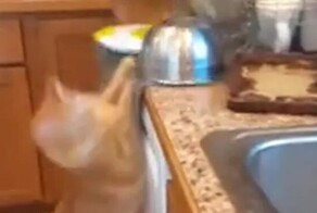 Неуклюжий кот устроил беспорядок на кухне