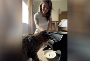 Девушка показала, как развить у котика музыкальный талант