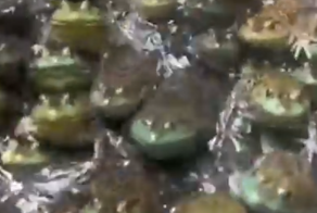 Лягушачье королевство