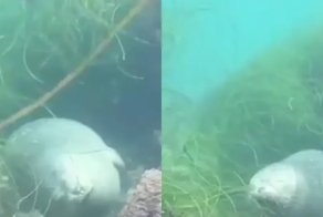 Как тюлени спят под водой