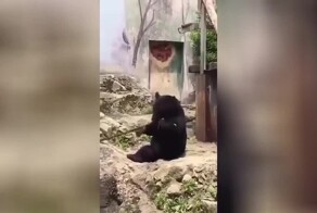 Медведь, решивший встать на путь воина