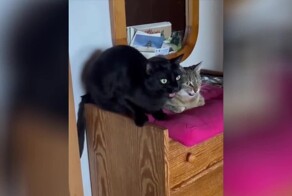 «Ты только посмотри!»: увлекательная беседа котиков