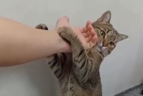 Приёмы котопашного боя