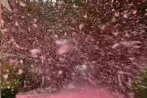 Метель из лепестков сакуры