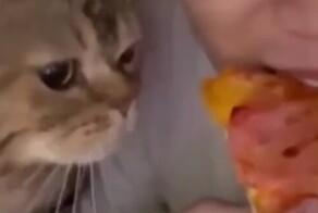 Кот обнаружил, что хозяин ест пиццу без него