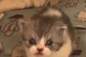 Котёнок недоволен тем, что его разбудили