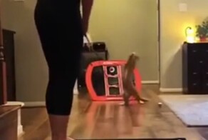 Умелый пушистый вратарь