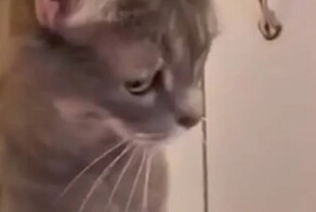 Котик в шоке от автоматического лотка