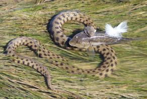 Водяной уж: её называют самой токсичной змеёй России
