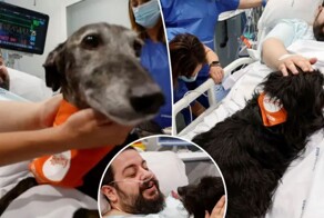 Собаки-терапевты трудятся в одной из больниц Барселоны