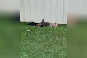 Любопытные пёсики, которые хотят знать, что делает сосед