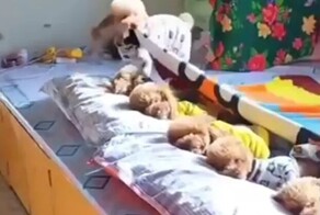 Семейство пуделей готовится ко сну