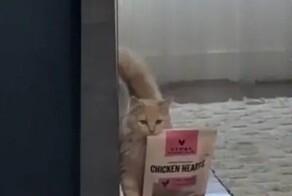 Самостоятельный кот решил сам себя покормить
