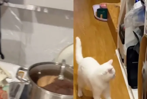 Кота пугает крышка кастрюли