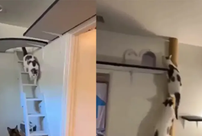 Парень превратил свой дом в парк аттракционов для котов