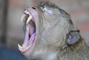 Банды обезьян-гангстеров терроризируют город в Таиланде