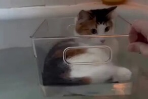 Оригинальный способ лежать в ванне с котом