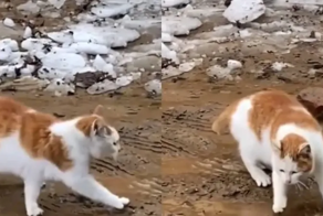 Кот пытается не запачкаться