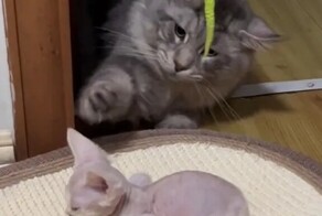 Кот изучает котёнка сфинкса