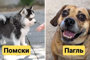 11 недавно выведенных пород собак, о которых вы никогда раньше не слышали