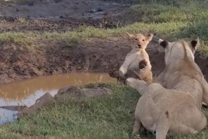 «Мама, за что?»: львица столкнула малыша в воду
