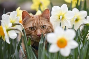 Весенние котики