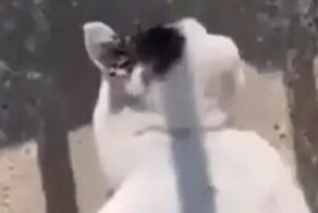 Коту нравится, что его чистят щеткой