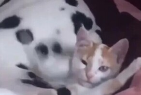 Радостный пёс "избил" кота хвостом
