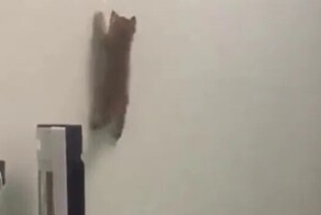 Котенок увлёкся игрой с лазерной указкой